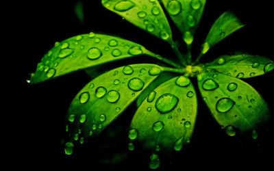 Close-up of raindrops on leaf