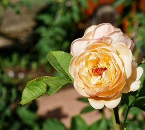 Close-up of fresh rose blooming outdoors