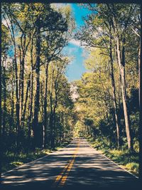 Empty road along trees