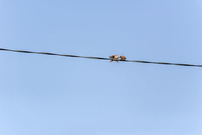 Low angle view of bird perching on cable against clear sky