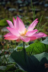 Close-up of pink lotus water lily