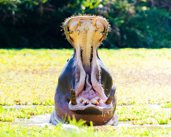 Close-up of a hippopotamus with a wide mouth