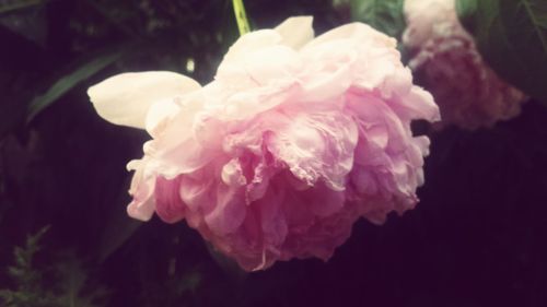 Close-up of pink flowers