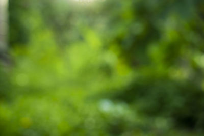 Close-up of blurred plants