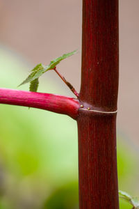 Close-up of wet plant