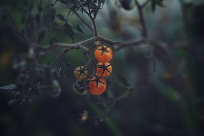 Close-up of orange fruit on tree