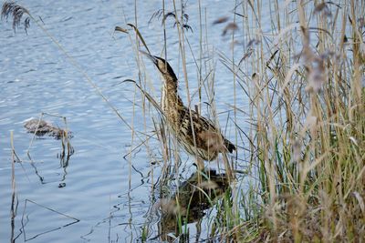 Birds swimming in lake