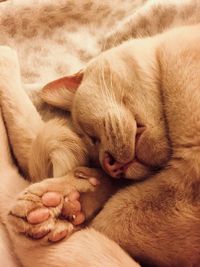 Close-up of cat sleeping on blanket