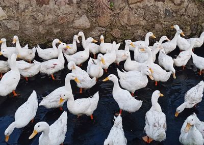 High angle view of birds on lake