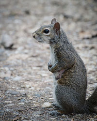 Cute squirrel waiting in a park