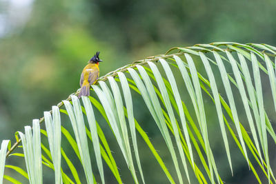 Close-up of bird perching on plant