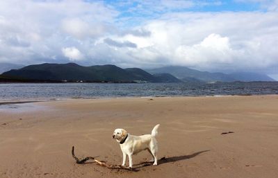 Dog on beach