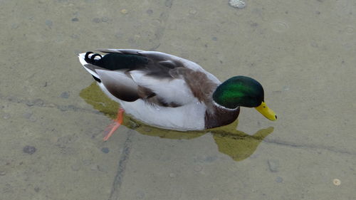 High angle view of bird on sand