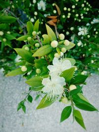 Close-up of white flowers