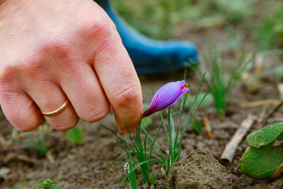 Close-up of hand holding purple flower