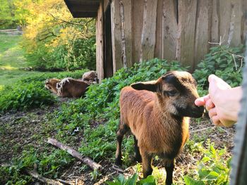 Woman's hand petting kid goat near animal pen