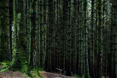 Pine trees in forest