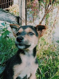 Close-up of dog looking away on field