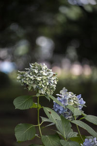 Close-up of flowering plant