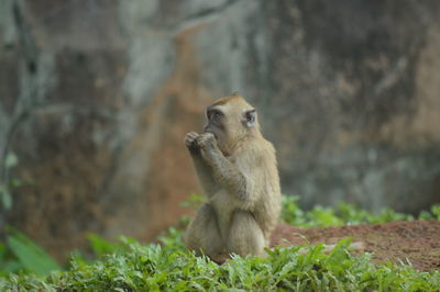 Lion looking away on field