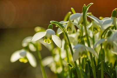 Close-up of white flowering plant