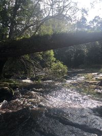 Scenic view of river flowing through forest