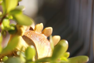 Close-up of plant growing in container