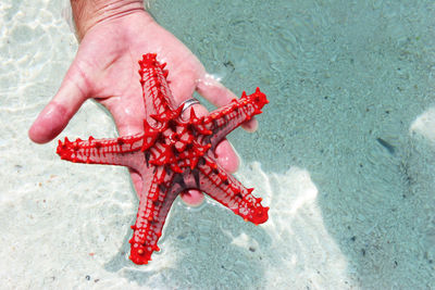 High angle view of hand holding fish in sea