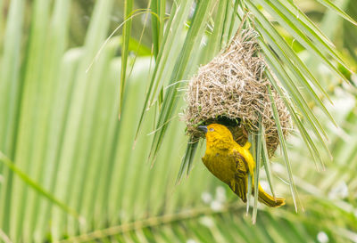 A weaver bird doing renovations on its nest