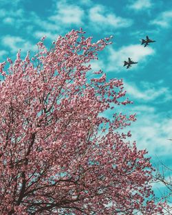 Low angle view of pink flowering plant against sky