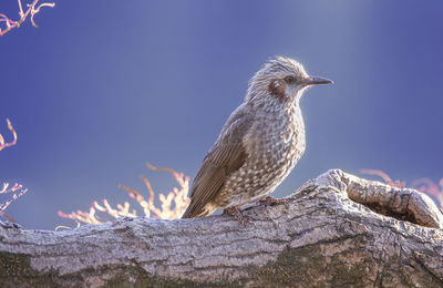 Close-up of bird perching on a tree