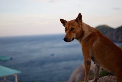 Dog looking away in sea