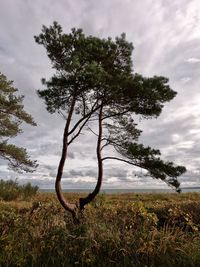 Tree on field against sky