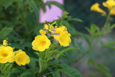 Close-up of yellow flowering plant