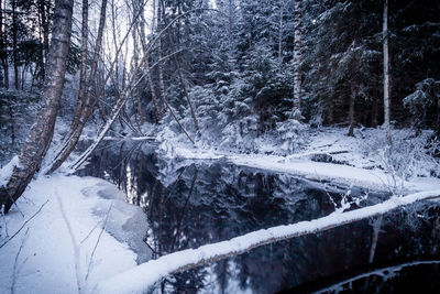 Snow covered trees in forest