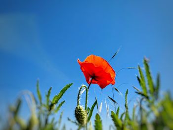 Close-up of red flower against blue sky