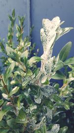 Close-up of snow on plant