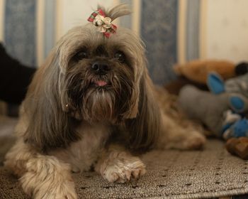 Portrait of dog at home