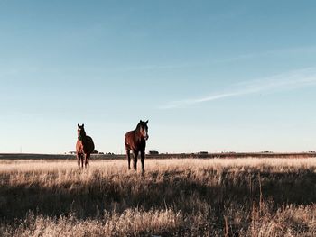 Horses on field against sky