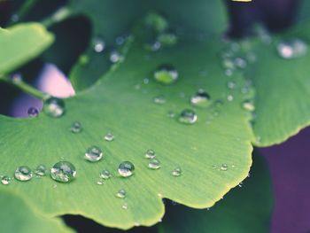 Close-up of water drops on leaf