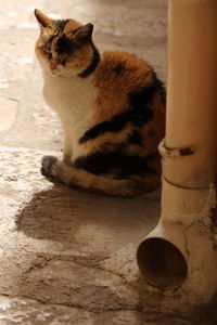 Portrait of cat sitting on floor