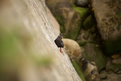 High angle view of bird perching on rock