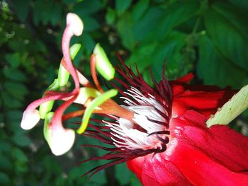 Close-up of red flowers