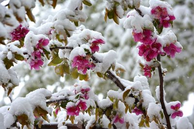 Close-up of frozen flowering plant