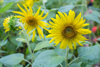 Close-up of sunflower