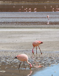 View of birds on beach