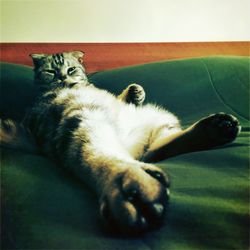 Close-up of cat lying down