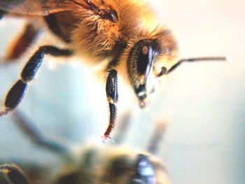 Close-up of bee