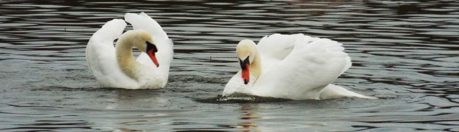 Swan swimming in water