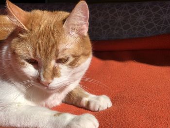 Close-up portrait of a cat